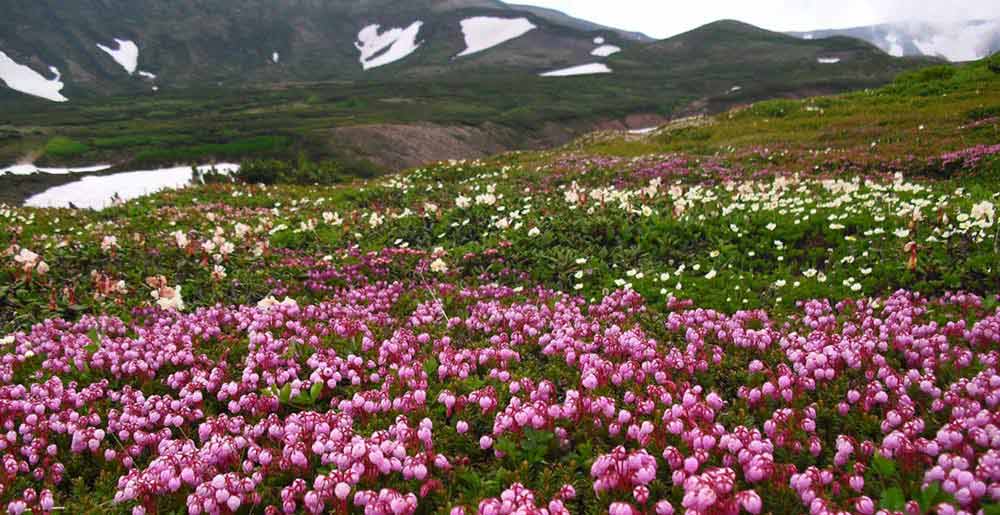 高山植物の写真