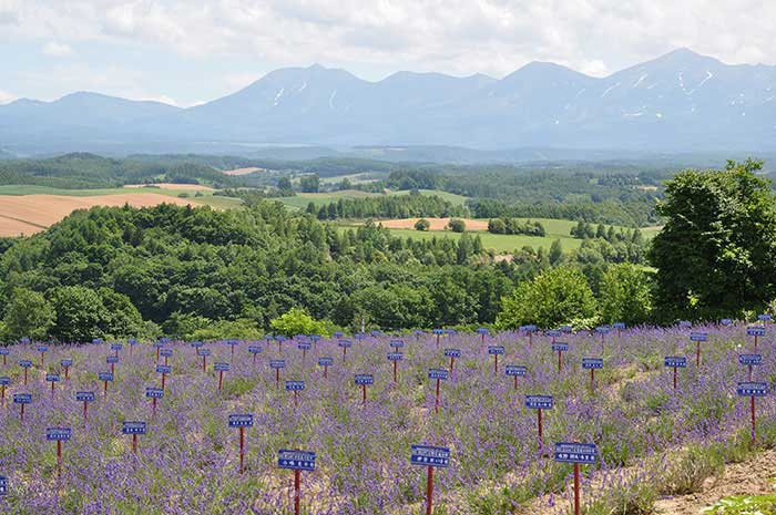 かみふらの八景・深山峠の写真