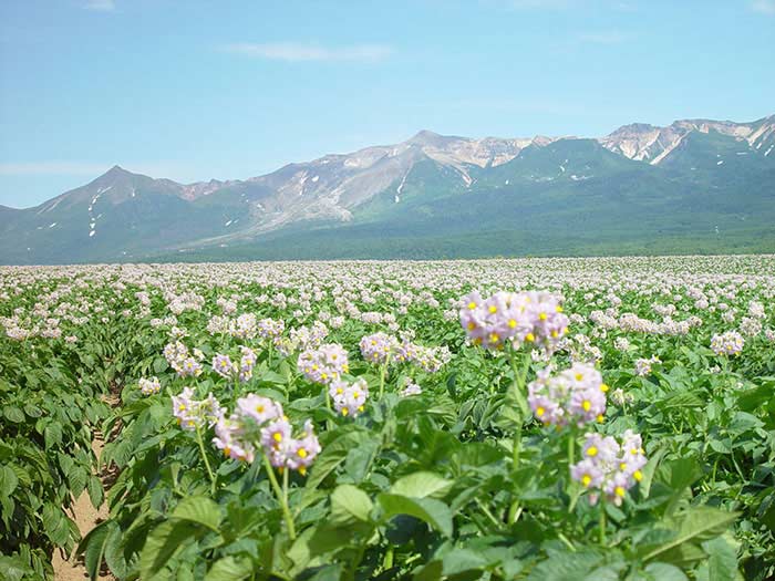 かみふらの八景・旭野やまびこ高地の写真