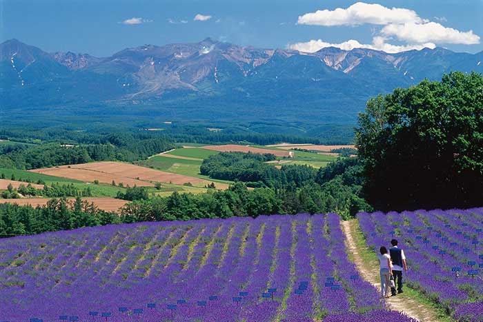 深山峠ラベンダーオーナー園の写真