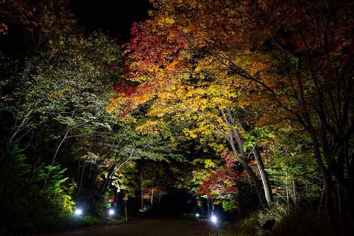 層雲峡温泉・紅葉谷奇跡のイルミネートの写真1