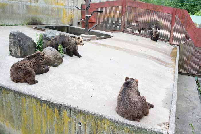 北の森ガーデンクマ牧場の写真