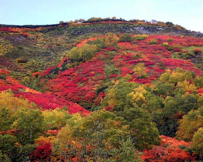 赤岳銀泉台の紅葉写真